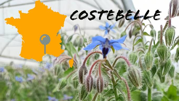 Légumes du jardin Villeneuve les Maguelone Les Jardins de Costebelle